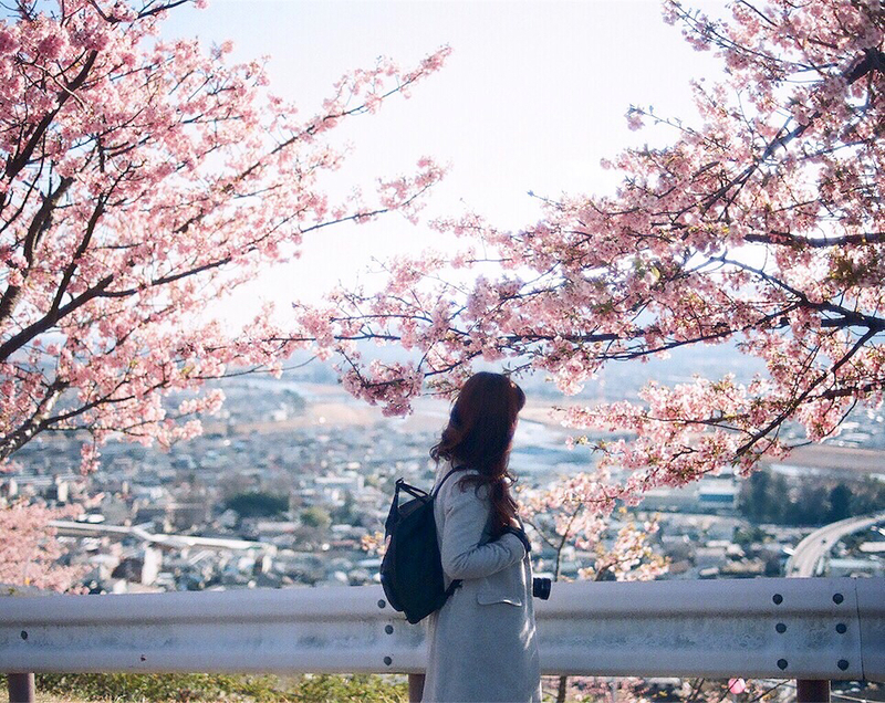 今年、私は桜に出会えるのでしょうか……。